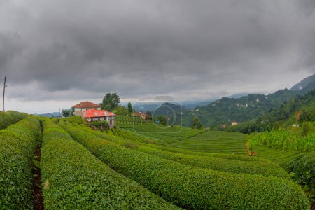 Photo for Tea plantation in Haremtepe Ceceva village, Rize, Turkey. - Royalty Free Image