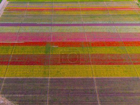Aerial color images of tulip fields