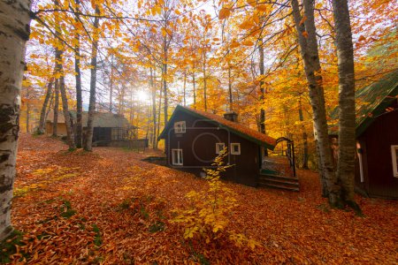 Foto de Beautiful country houses in the forest in autumn - Imagen libre de derechos