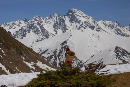 Photo for Women with baskets carrying tea in the Kackar mountains - Royalty Free Image