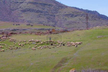 Téléchargez les photos : Un seul arbre et des moutons mangent autour - en image libre de droit