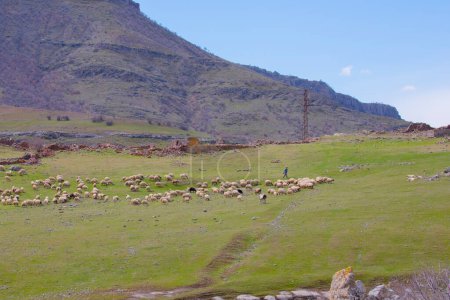 Téléchargez les photos : Single tree and sheep eating around - en image libre de droit