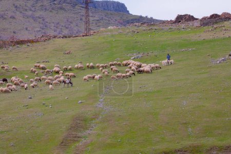 Téléchargez les photos : Single tree and sheep eating around - en image libre de droit