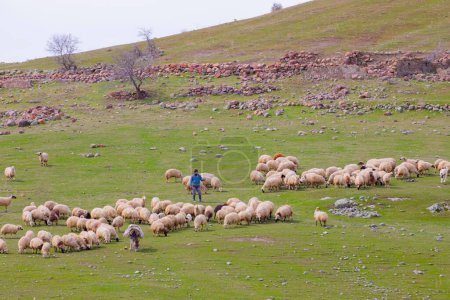 Téléchargez les photos : Un seul arbre et des moutons mangent autour - en image libre de droit