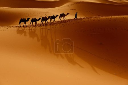 Photo for Tuareg with camels walk thru the desert on the western part of The Sahara Desert in Morocco. The Sahara Desert is the world's largest hot desert. - Royalty Free Image