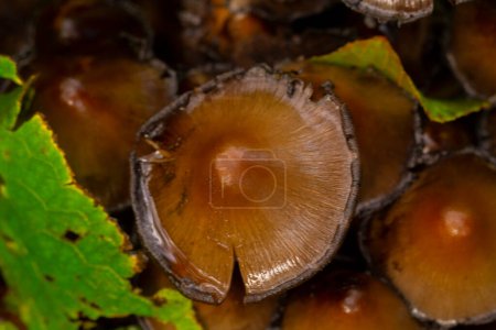 Foto de Varios hongos que crecen en los fondos de los árboles y troncos. - Imagen libre de derechos