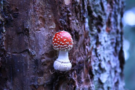 Foto de Varios hongos que crecen en los fondos de los árboles y troncos. - Imagen libre de derechos