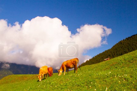 Photo for Ayder Plateau in Camlihemsin. Panoramic view of wooden chalets at sunrise. Turkey travel. Ayder Plateau has wide meadow area with wooden mountain houses at 1350 meters of height. Rize, Turkey - Royalty Free Image