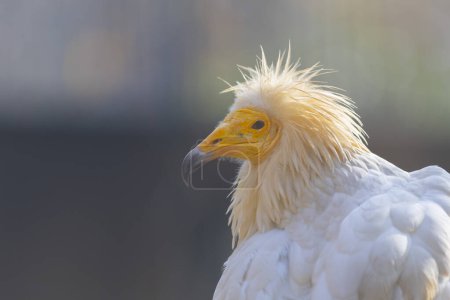 Le vautour égyptien attend sa proie dans la nature