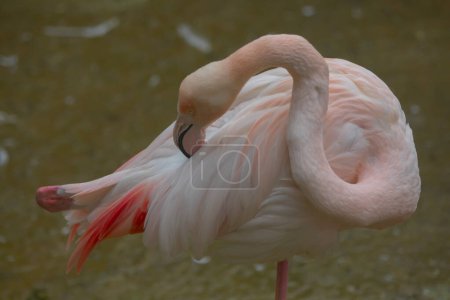 Photo for Greater Flamingo, Phoenicopterus ruber, beautiful pink big bird in dark blue water, with evening sun, reed in the background, animal in the nature habitat, Turkey. - Royalty Free Image