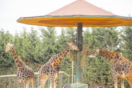 Téléchargez les photos : Girafes errant dans une zone franche - en image libre de droit