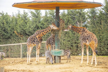 Téléchargez les photos : Girafes errant dans une zone franche - en image libre de droit