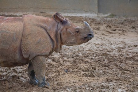 Foto de El rinoceronte indio es la especie de rinoceronte más grande que vive en Asia. Los rinocerontes indios vivían en un área muy grande alrededor de las montañas del Himalaya.. - Imagen libre de derechos