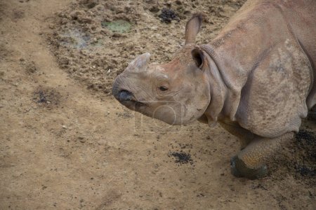 rinocerontes