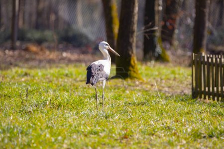 Photo for Storks wandering around in nature are looking for food - Royalty Free Image