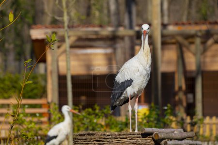 Photo for Storks wandering around in nature are looking for food - Royalty Free Image