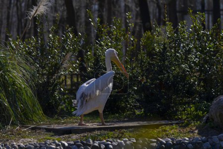 Foto de Pelícanos blancos vagando por la naturaleza - Imagen libre de derechos