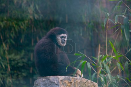 Foto de Monos jugando en el parque - Imagen libre de derechos