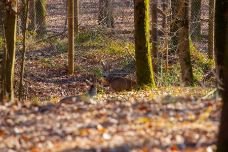 Photo for Roe deer walking in the forest - Royalty Free Image