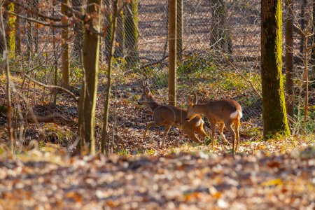 Photo for Roe deer walking in the forest - Royalty Free Image
