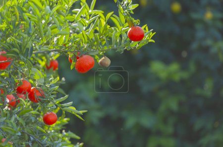 Téléchargez les photos : Oranger amer aux fruits et aux feuilles - en image libre de droit