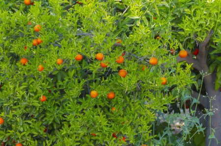 Téléchargez les photos : Oranger amer aux fruits et aux feuilles - en image libre de droit