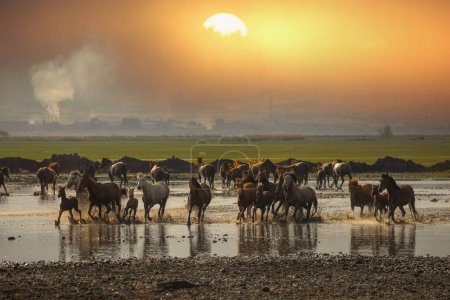 Foto de Caballos corriendo y levantando polvo. Yilki caballos en Kayseri Turquía son caballos salvajes sin propietarios - Imagen libre de derechos