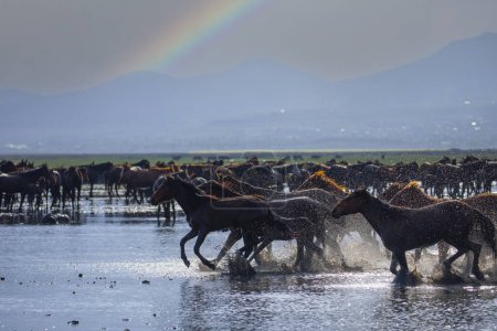 Foto de Caballos corriendo y levantando polvo. Yilki caballos en Kayseri Turquía son caballos salvajes sin propietarios - Imagen libre de derechos