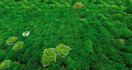 Los jardines de té más bellos del mundo