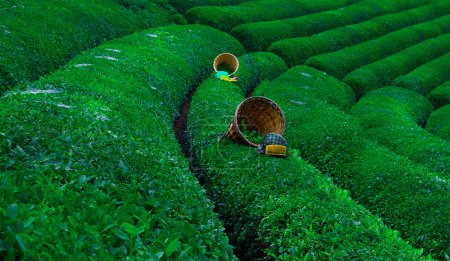 Les plus beaux jardins de thé du monde