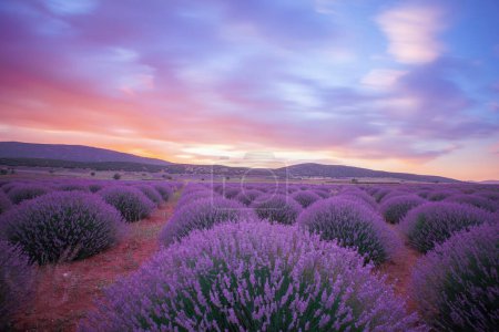 Lavender field Isparta and Turkey