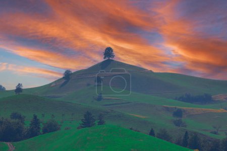 Pintoresco paisaje de la salida del sol sobre un árbol solitario en la colina con rebaño de pasto de vaca en la escena rural en Hirzel, Suiza