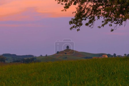 Picturesque scenic of sunrise over lonely tree on hill with herd of cow grazing grass in rural scene at Hirzel, Switzerland
