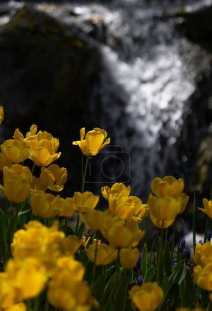 Casa con un jardín de tulipanes florecientes. Emirgan parque en primavera colorida.