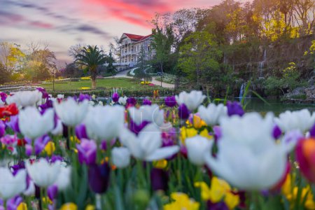 House with a garden of blooming tulips. Emirgan park in colorful spring.