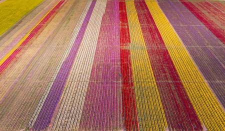Aerial images of tulip fields