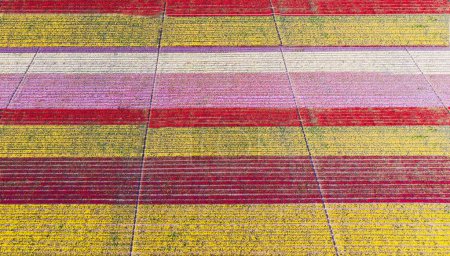 Aerial images of tulip fields