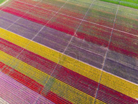 Luftbilder von Tulpenfeldern