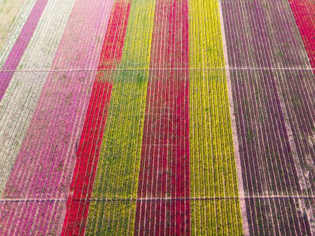 Luftbilder von Tulpenfeldern