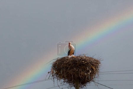Stork's nest and stork on a pole.