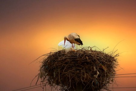 Stork's nest and stork on a pole.