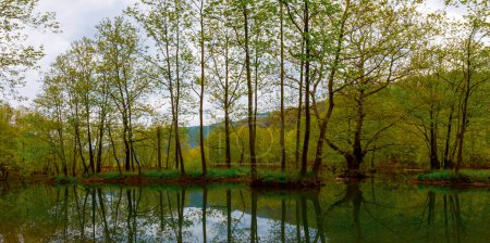 Parc national des forêts d'Igneada Longoz, Turquie
