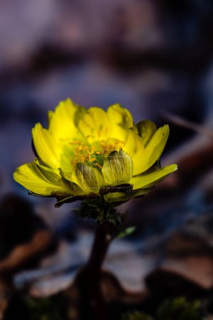 Adonis amurensis fleurissant au début du printemps