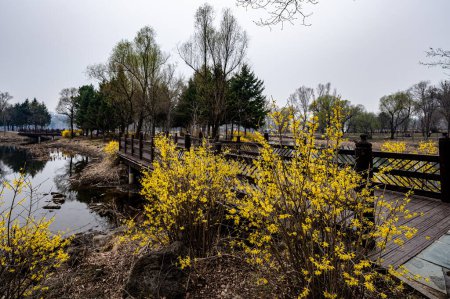 Forsythie-Blumen blühen im Jingyuetan National Forest Park in Changchun, China im Frühling