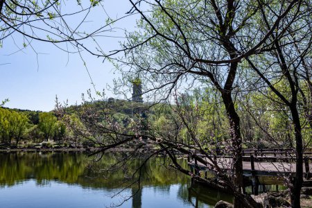 Apricot blossoms bloom in Jingyuetan National Forest Park in Changchun, China in spring
