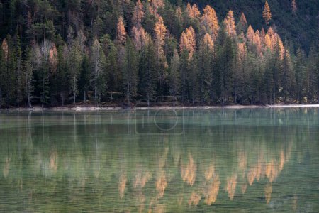 Téléchargez les photos : Pinetrees reflecting in the Lake of Misurina, Auronzo di Cadore, Dolomites, Veneto region, Italy - en image libre de droit