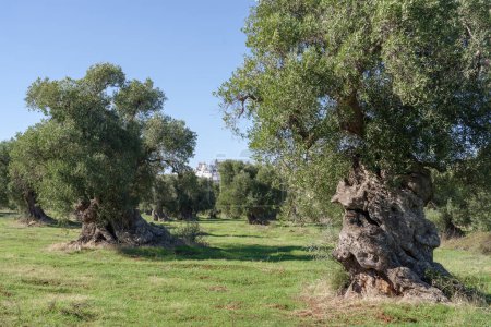 Italy, Apulia, Itria Valley, view of Ostuni from the olive groves