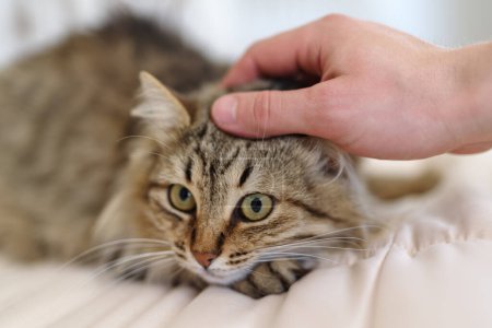 Téléchargez les photos : Caresser son chat domestique - en image libre de droit