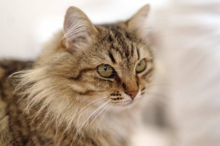 Téléchargez les photos : Portrait rapproché d'un chat - en image libre de droit