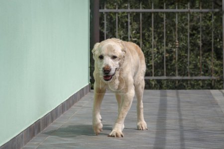 Téléchargez les photos : Senior Labrador retriever chien de 14 ans en terrasse de sa maison - en image libre de droit